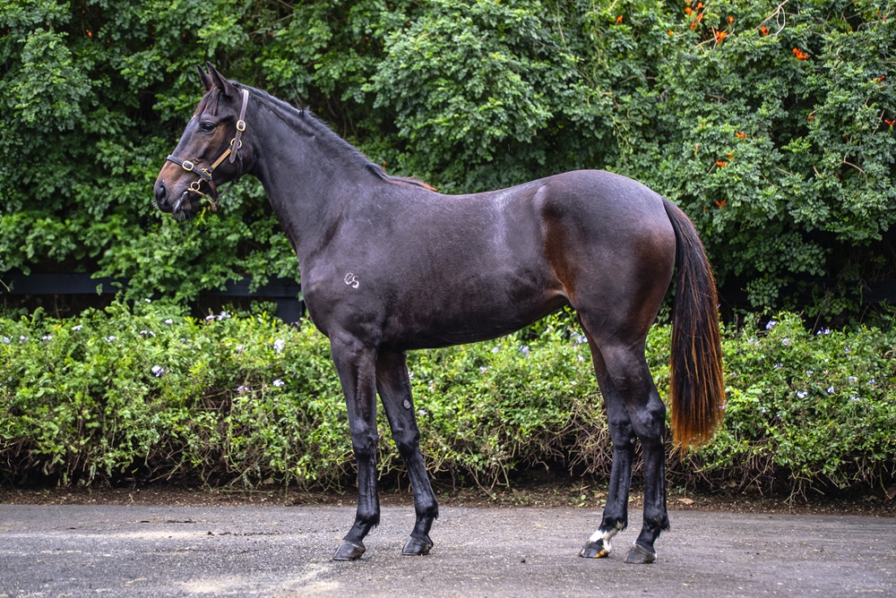 Rebel Dane (AUS) / Lygia (AUS) 2023 Filly - Image 1