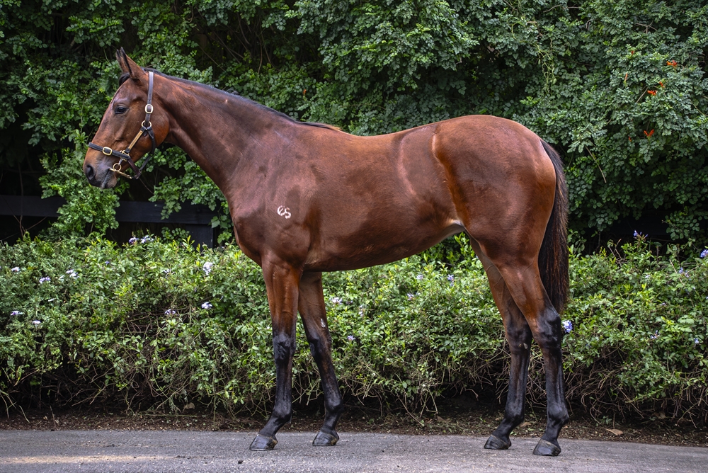 Dubious (AUS) / Para Siempre (AUS) 2023 Filly - Image 1