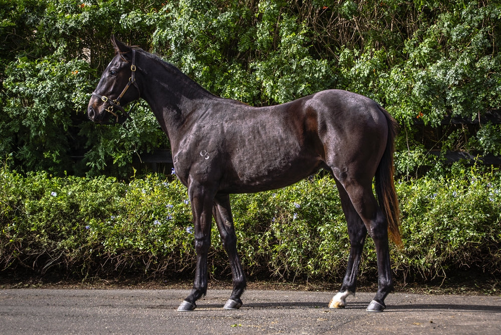 Rebel Dane (AUS) / Pixilim (BRZ) 2023 Colt - Image 1