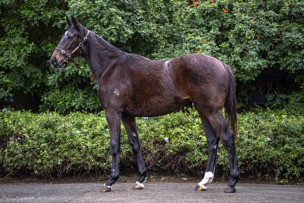 Churchill (IRE) / Role Model (NZ) 2023 Filly - Image 1