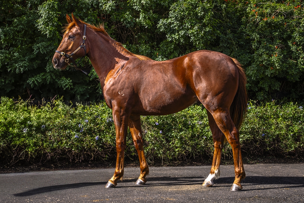 Captivant (AUS) / Shao Miss (AUS) 2023 Colt - Image 1