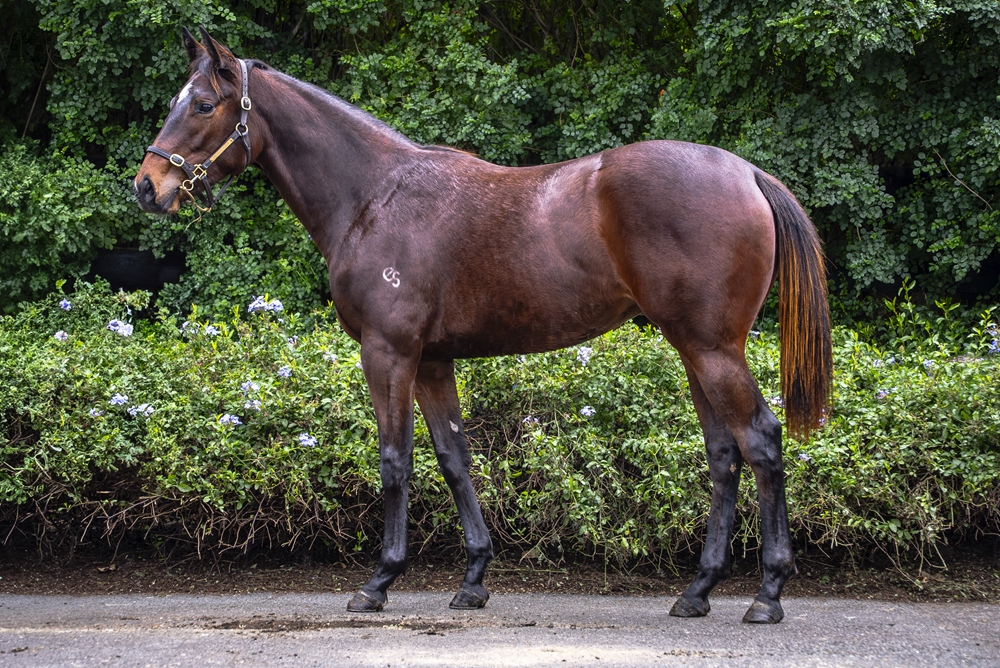 Better Than Ready (AUS) / Single Again (AUS) 2023 Filly - Image 1