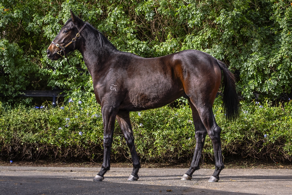 Cosmic Force (AUS) / True Bell (AUS) 2023 Colt - Image 1