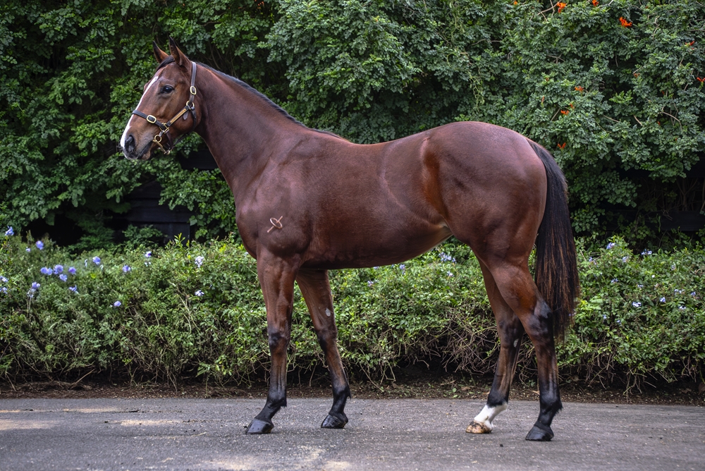 Shalaa (IRE) / Baffin Bay (AUS) 2023 Filly - Image 1