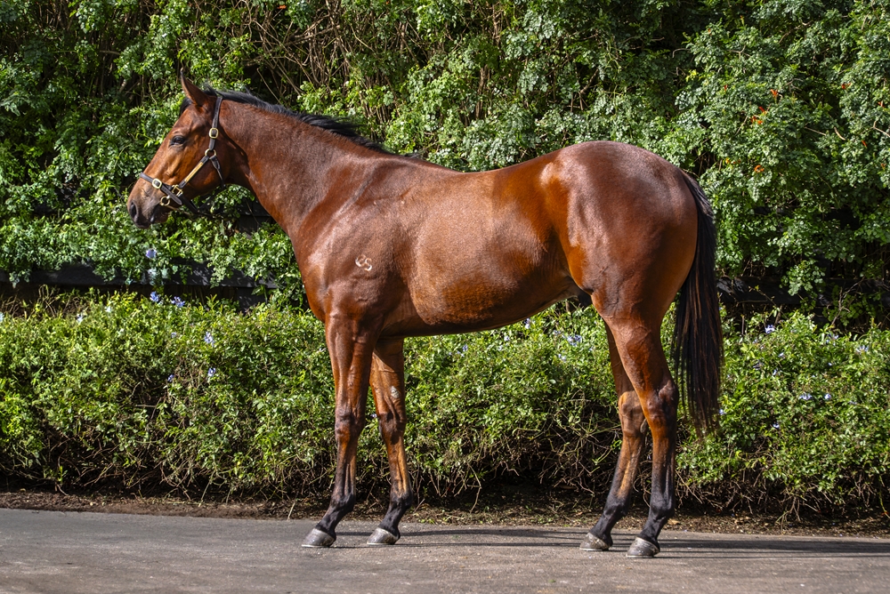 Farnan (AUS) / Bound to Blush (AUS) 2023 Colt - Image 1