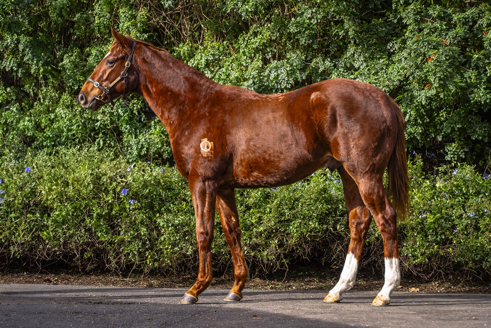 Lucky Vega (IRE) / Descent (AUS) 2023 Colt - Image 1