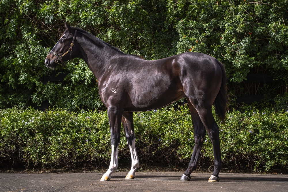 Maurice (JPN) / Echo Gal (AUS) 2023 Colt - Image 1