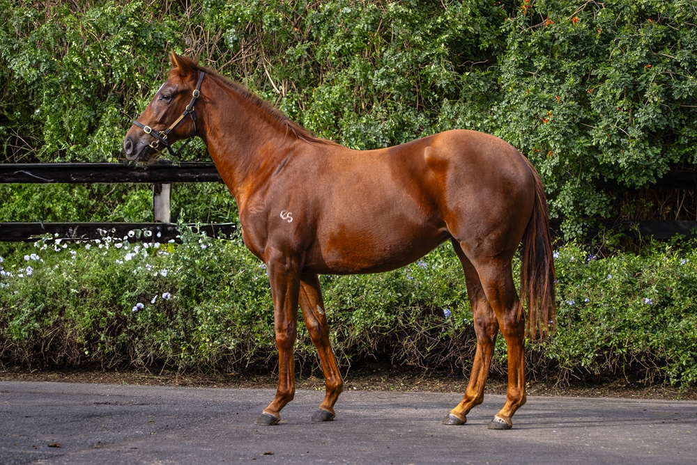 Admire Mars (JPN) / Echo Gem (AUS) 2023 Filly - Image 1