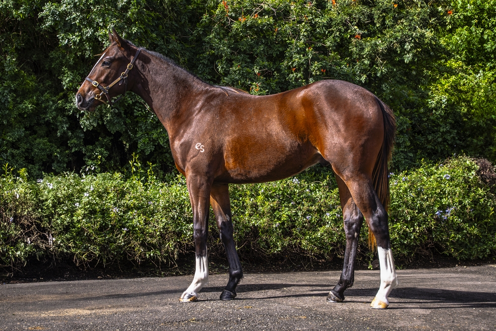 Saxon Warrior (JPN) / Echo Princess (AUS) 2023 Colt - Image 1