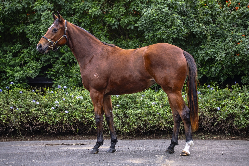 Acrobat (AUS) / Bang On (NZ) 2023 Filly - Image 1