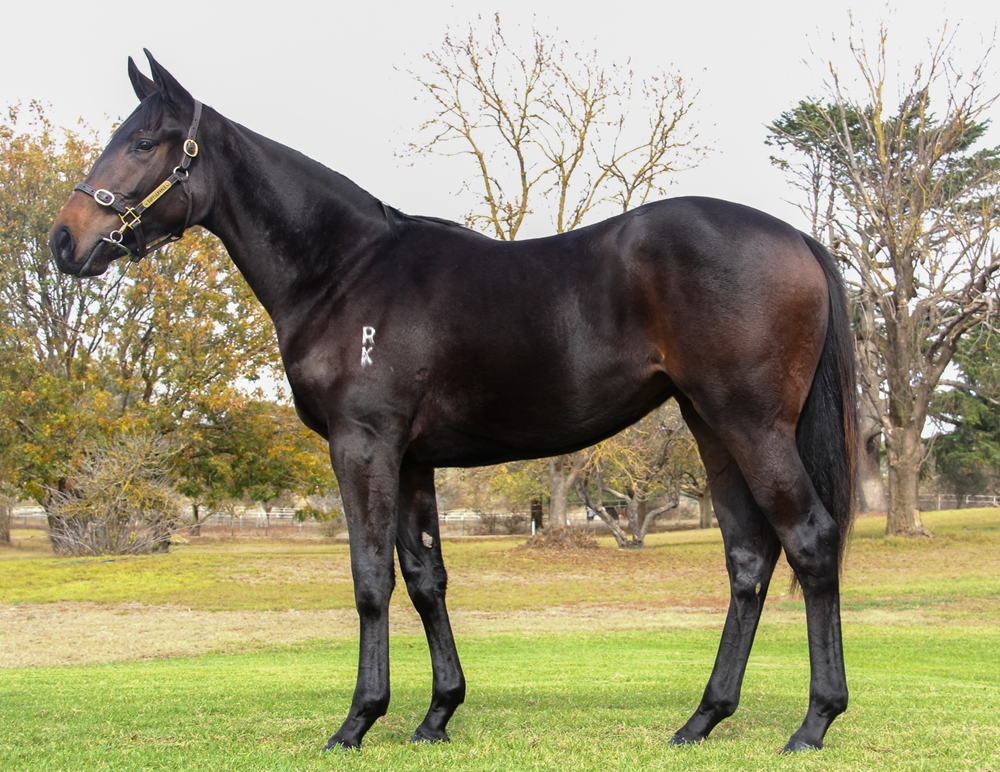 Cool Aza Beel (NZ) / Family Reunion (AUS) 2023 Filly - Image 1