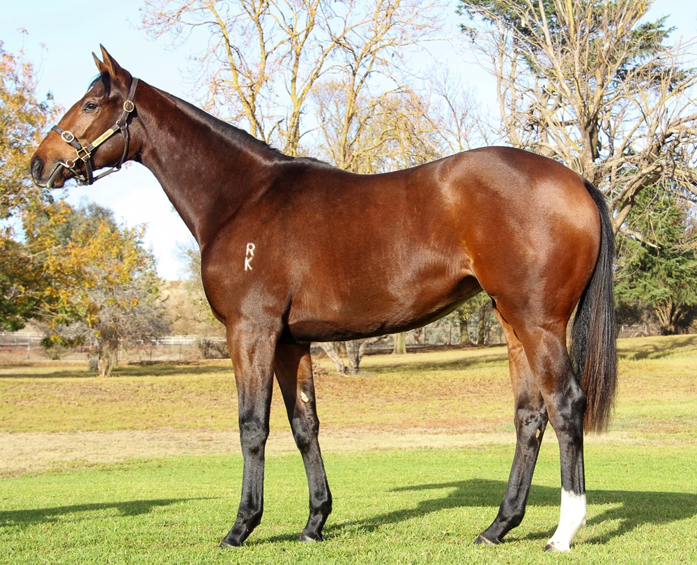 Xtravagant (NZ) / Astronomicelle (AUS) 2023 Filly - Image 1