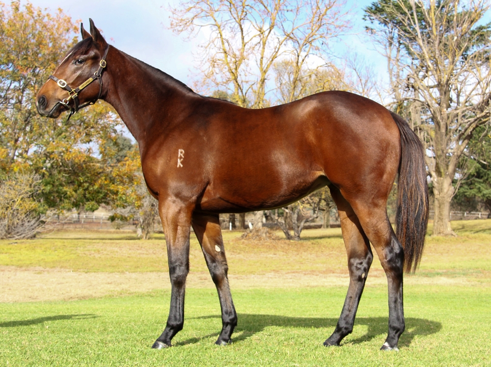 Cool Aza Beel (NZ) / Cool Snitzel (AUS) 2023 Filly - Image 1