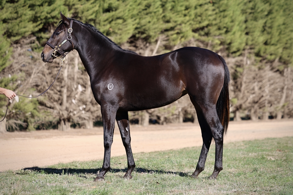 Shamus Award (AUS) / Stolen Innocence (NZ) 2023 Filly - Image 3