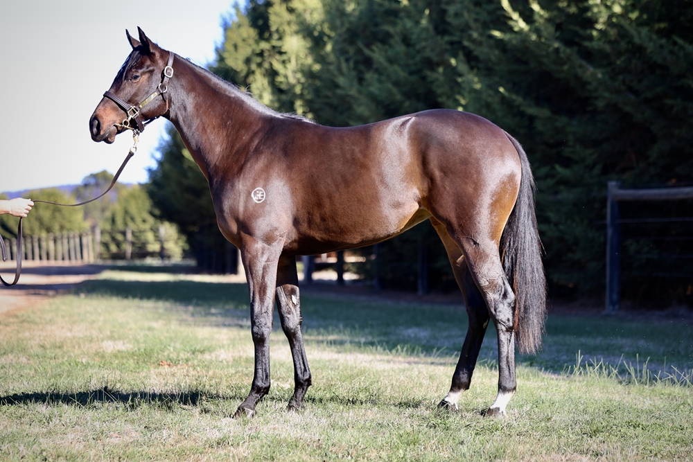 Xtravagant (NZ) / Princess Defiant (NZ) 2023 Filly - Image 3