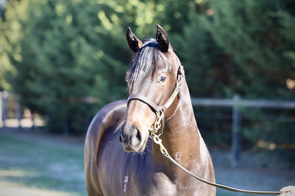 Xtravagant (NZ) / Princess Defiant (NZ) 2023 Filly - Image 4