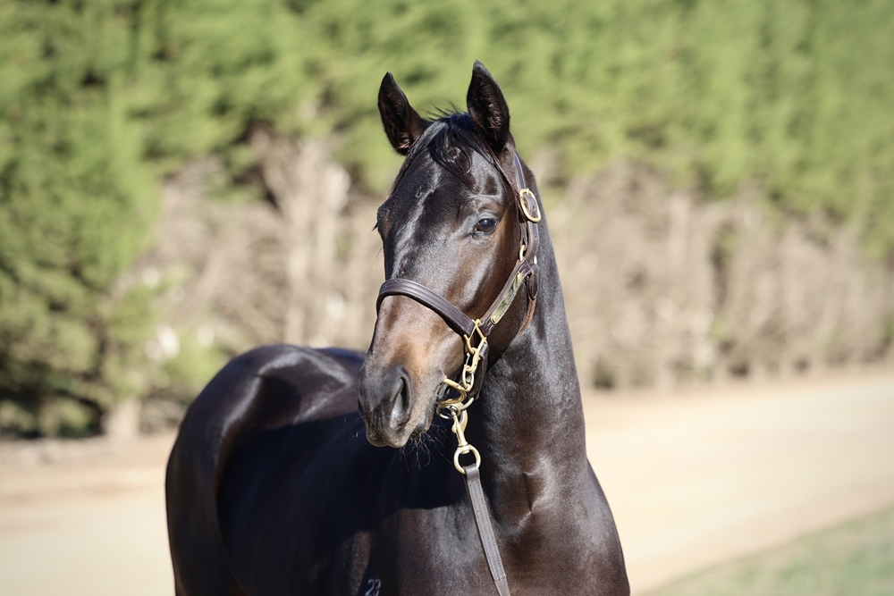 Shamus Award (AUS) / Stolen Innocence (NZ) 2023 Filly - Image 4