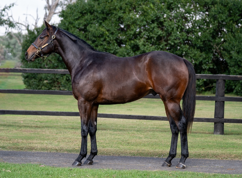 Power (GB) / Flashy Lassie (USA) 2023 Colt - Image 1