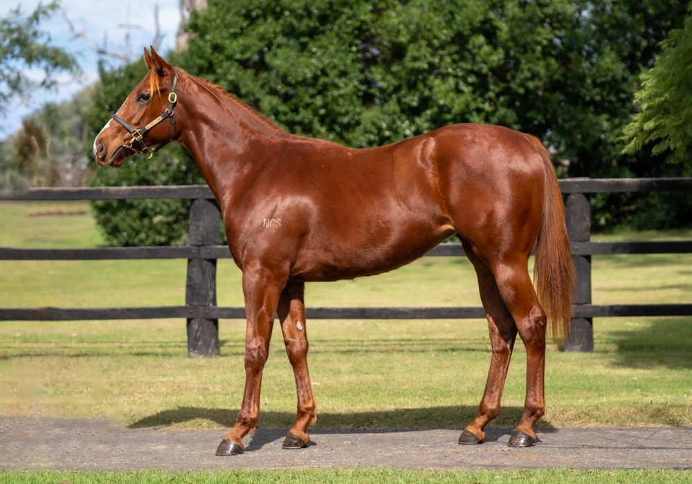 Dirty Work (AUS) / Lady Brienne (AUS) 2023 Filly - Image 1
