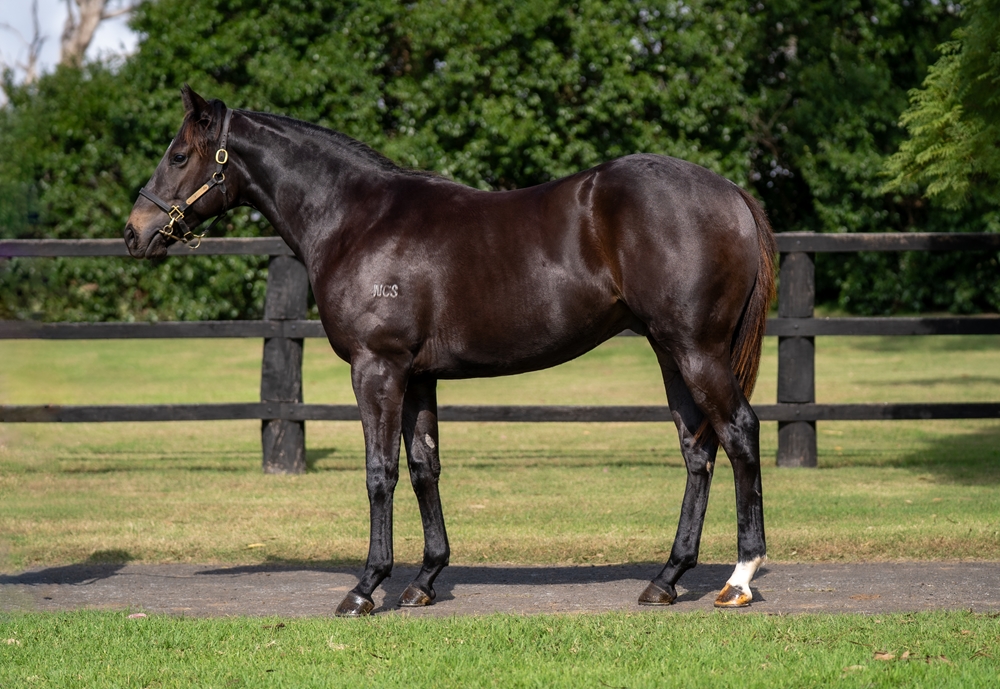 Aclaim (IRE) / Stevenson (AUS) 2023 Colt - Image 1