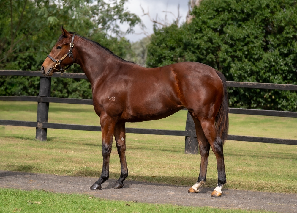 Dubious (AUS) / Rial (IRE) 2023 Filly - Image 1