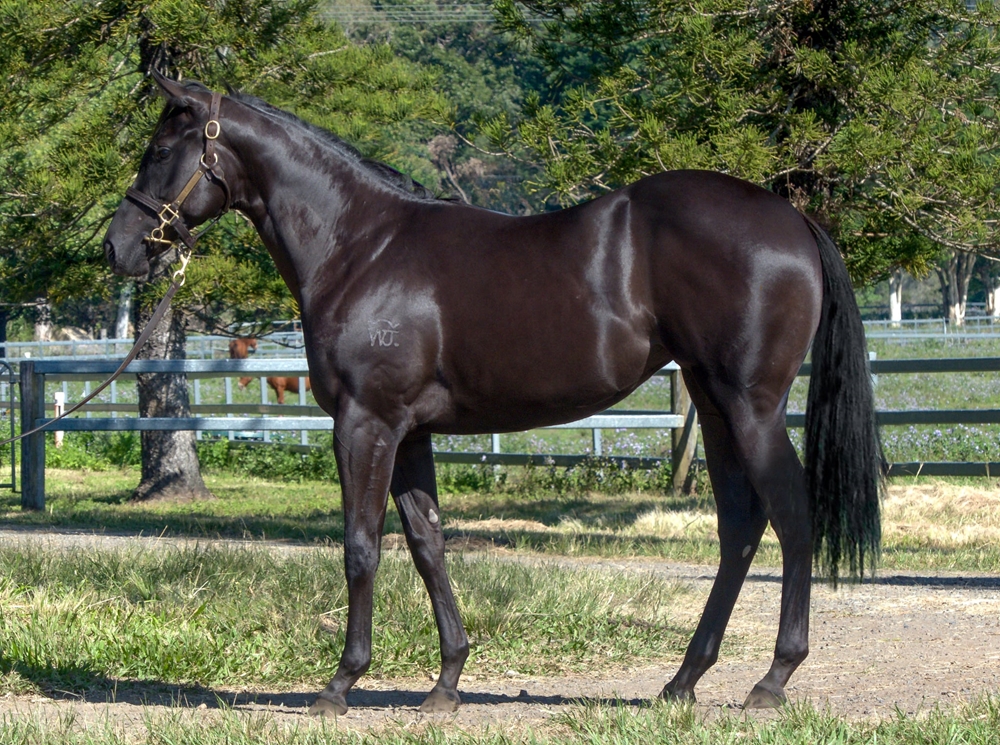 Lonhro (AUS) / Five Stars (AUS) 2023 Filly - Image 1