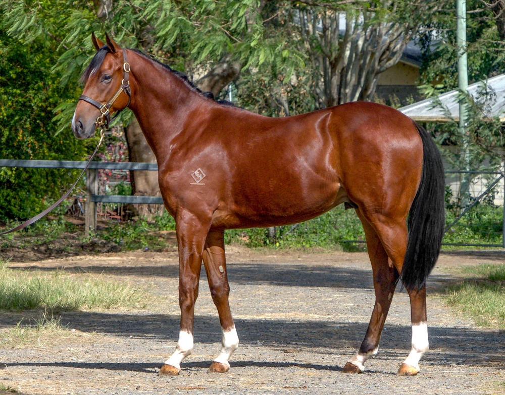 Microphone (AUS) / Miss Tuesday (AUS) 2023 Colt - Image 1