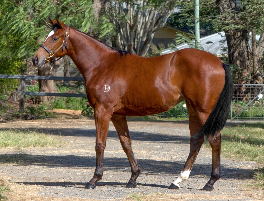 Zousain (AUS) / Debt'n'deficit (AUS) 2023 Filly - Image 1