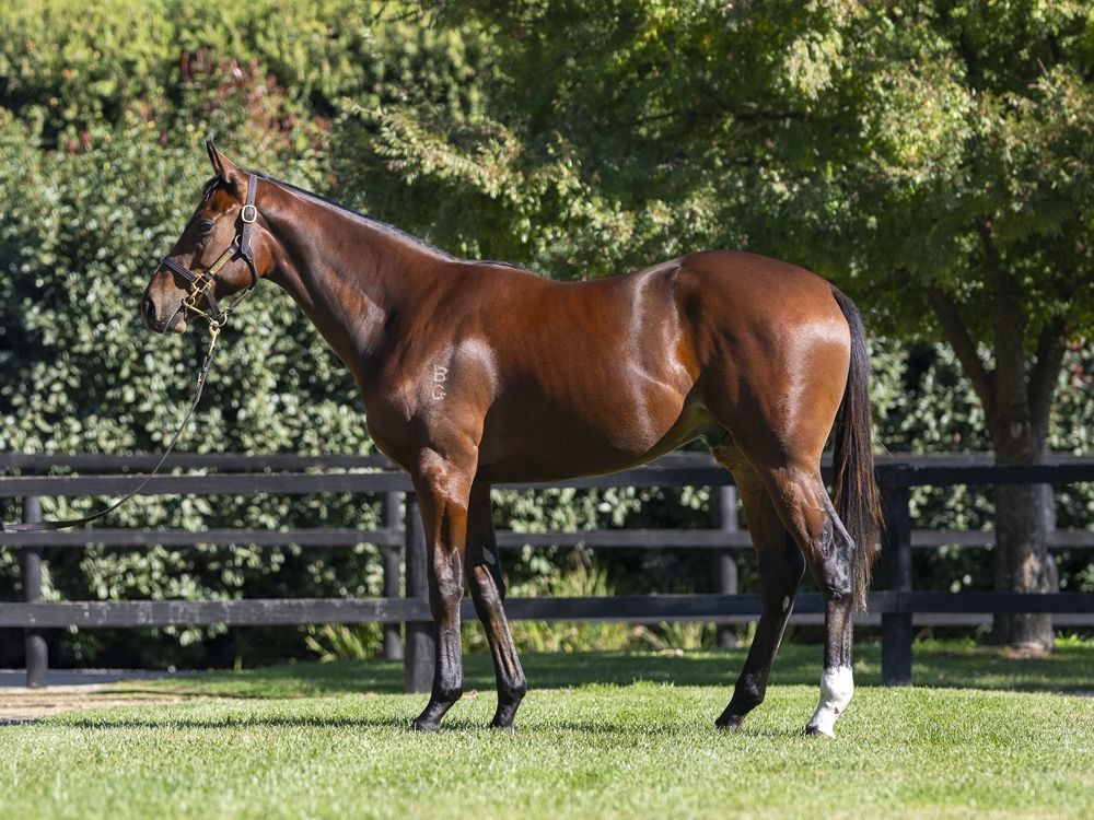 Castelvecchio (AUS) / Miracle Street (AUS) 2023 Colt - Image 1