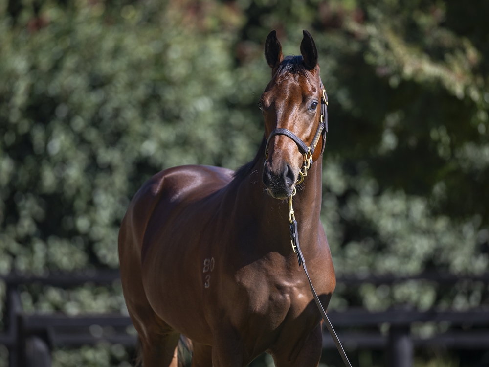 Castelvecchio (AUS) / Miracle Street (AUS) 2023 Colt - Image 2