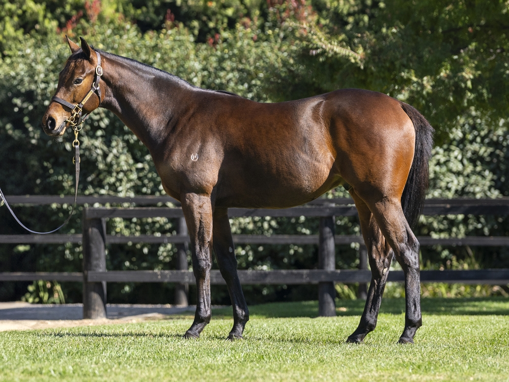 Proisir (AUS) / Ticket to Ride (NZ) 2023 Colt - Image 1