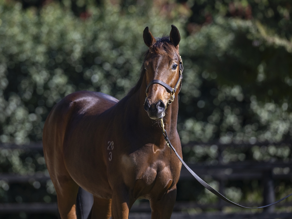 Proisir (AUS) / Ticket to Ride (NZ) 2023 Colt - Image 2