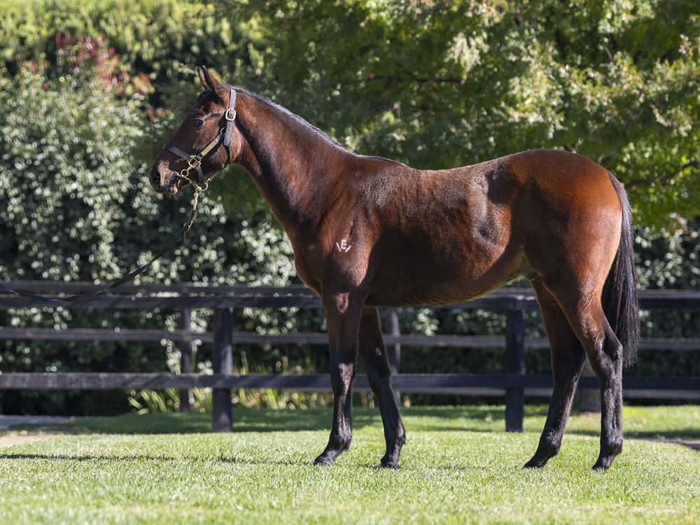 Lucky Vega (IRE) / Water of Life (AUS) 2023 Colt - Image 1