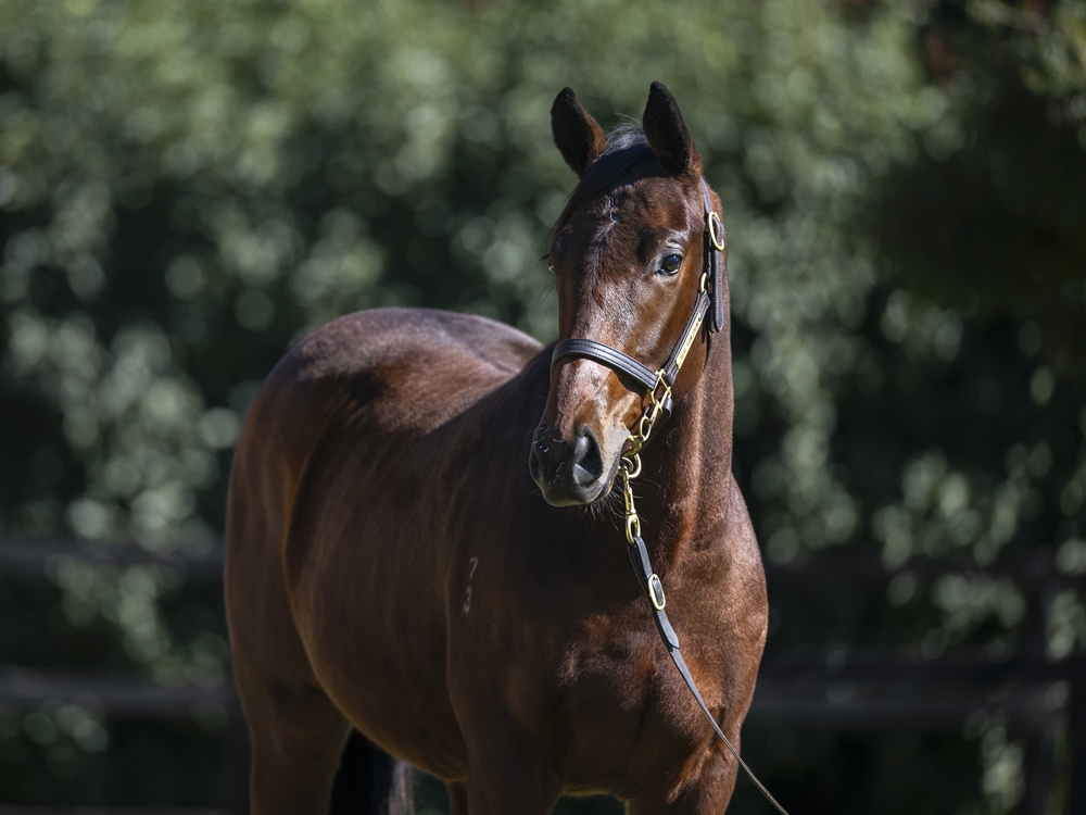 Lucky Vega (IRE) / Water of Life (AUS) 2023 Colt - Image 2