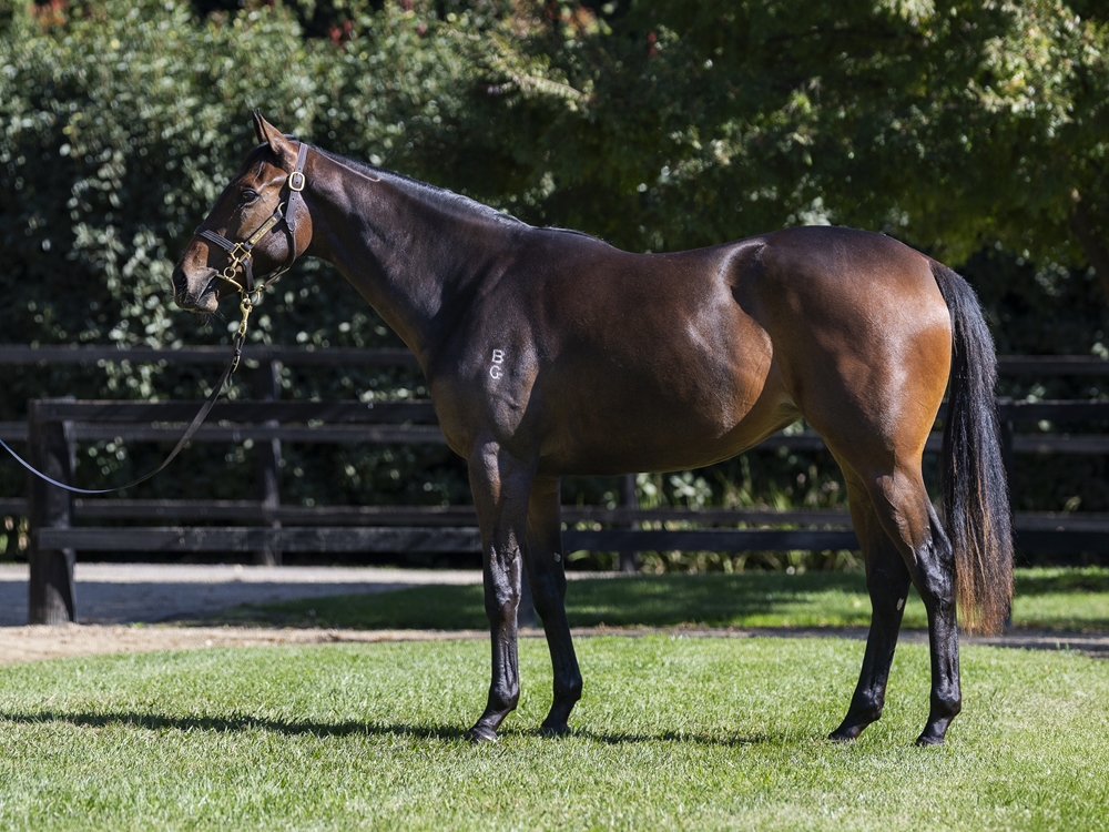 Tarzino (NZ) / Aguante (NZ) 2023 Filly - Image 1