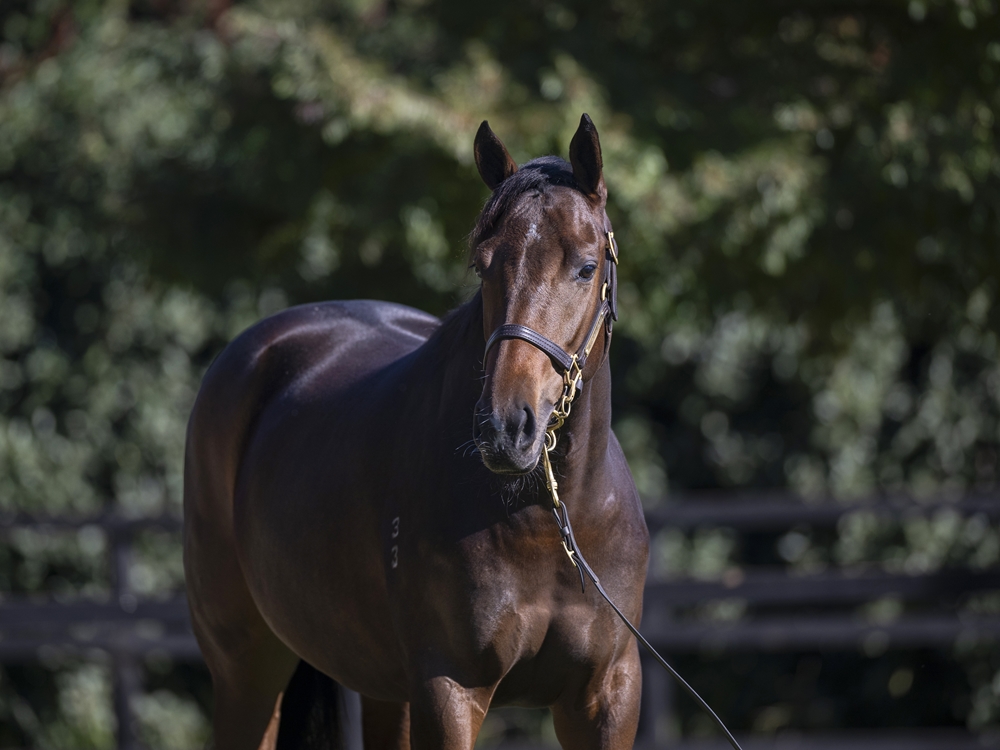 Tarzino (NZ) / Aguante (NZ) 2023 Filly - Image 2