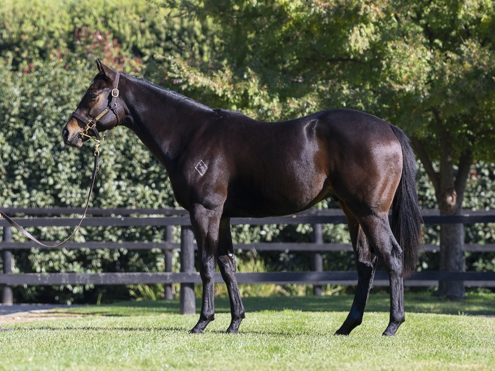 Lonhro (AUS) / Desert Lashes (AUS) 2023 Colt - Image 1