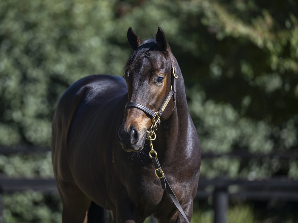 Lonhro (AUS) / Desert Lashes (AUS) 2023 Colt - Image 2