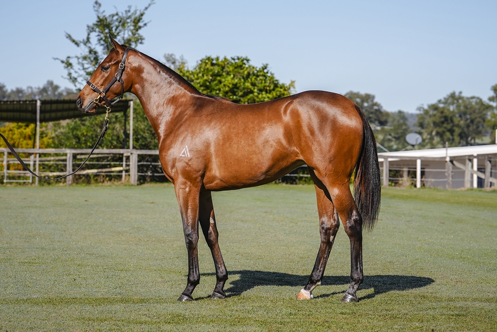 Exceed and Excel (AUS) / Julianne's Wish (AUS) 2023 Filly - Image 1