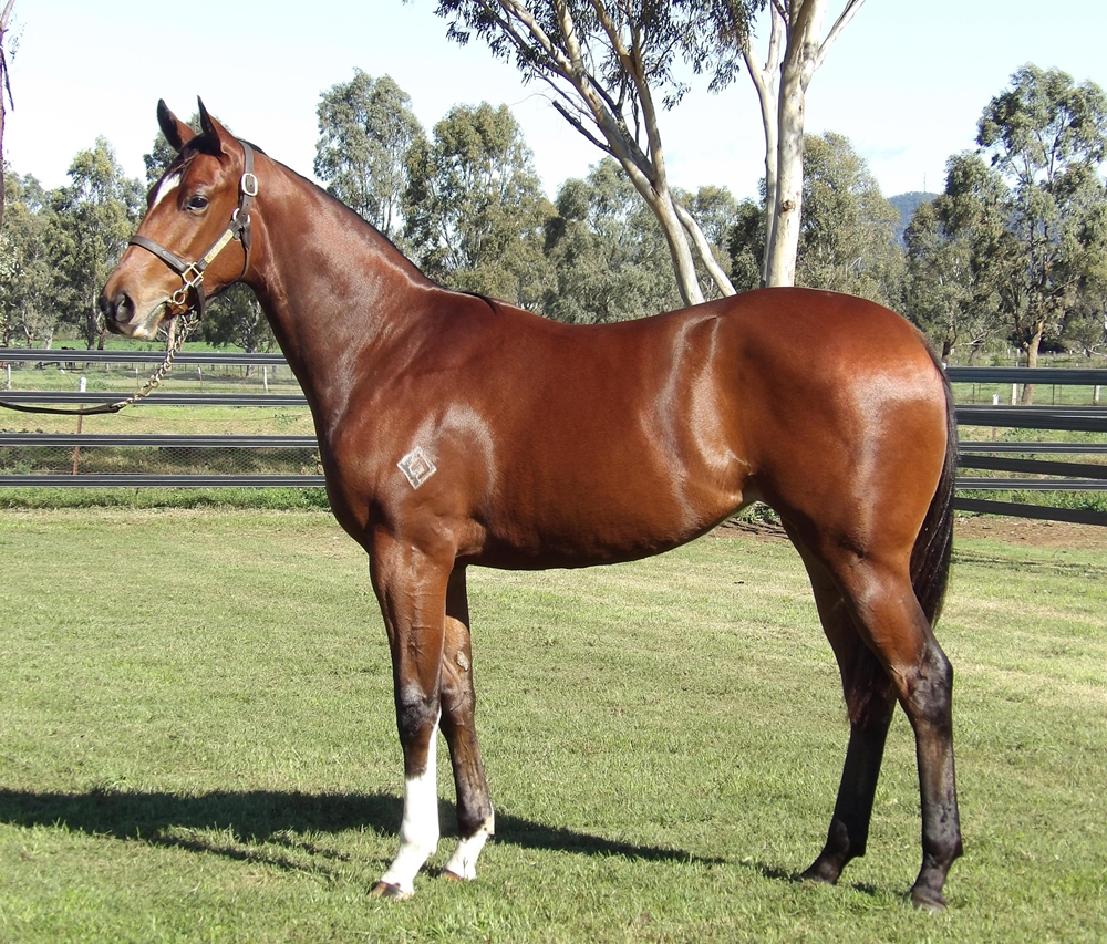 Zoustar (AUS) / Gone Glimmering (USA) 2023 Filly - Image 1