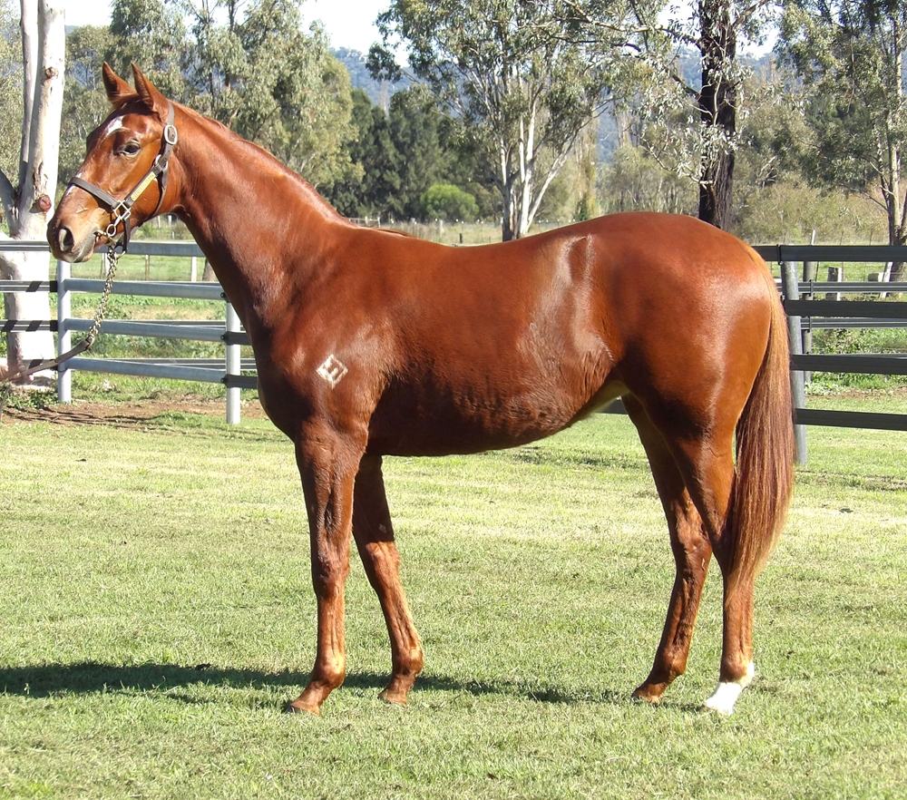 Harry Angel (IRE) / Muscovado (AUS) 2023 Filly - Image 1
