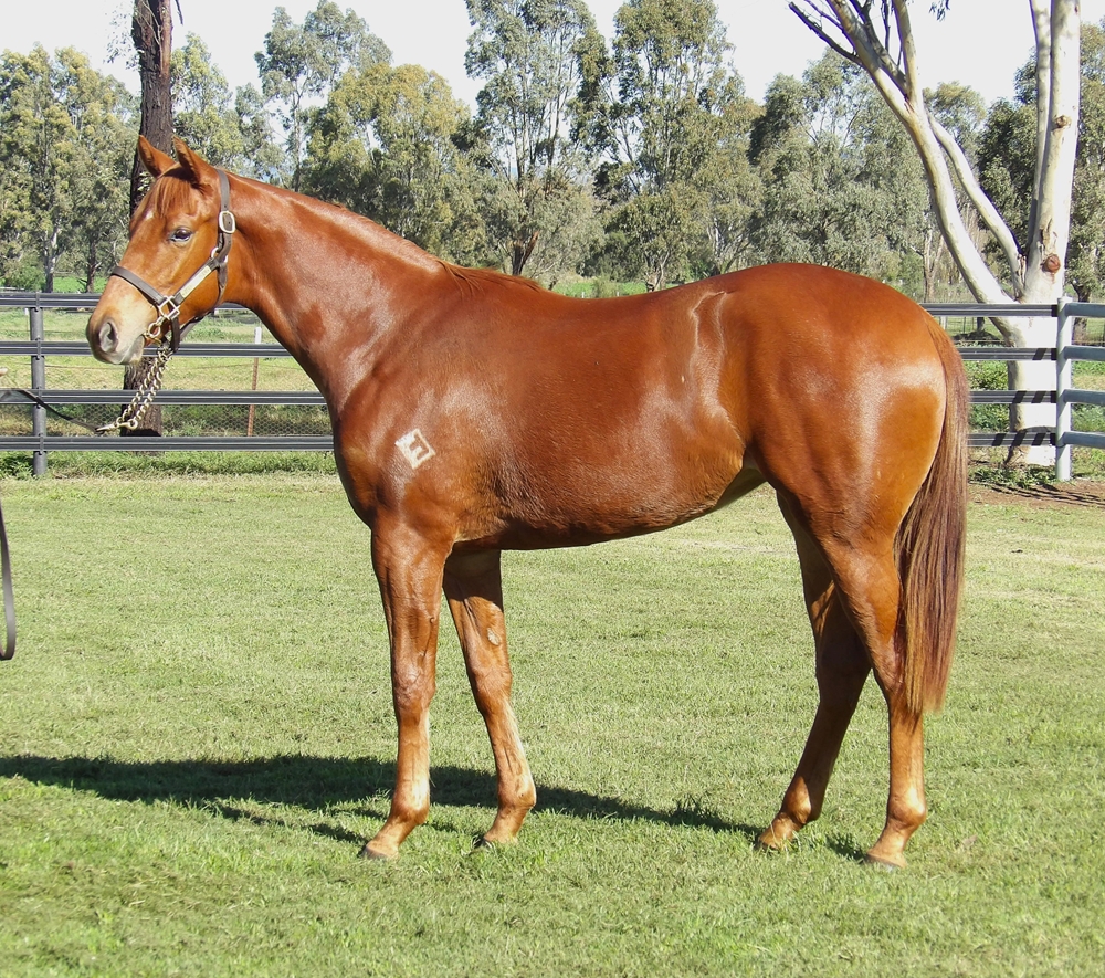 Bivouac (AUS) / Smokin' Hussay (AUS) 2023 Filly - Image 1