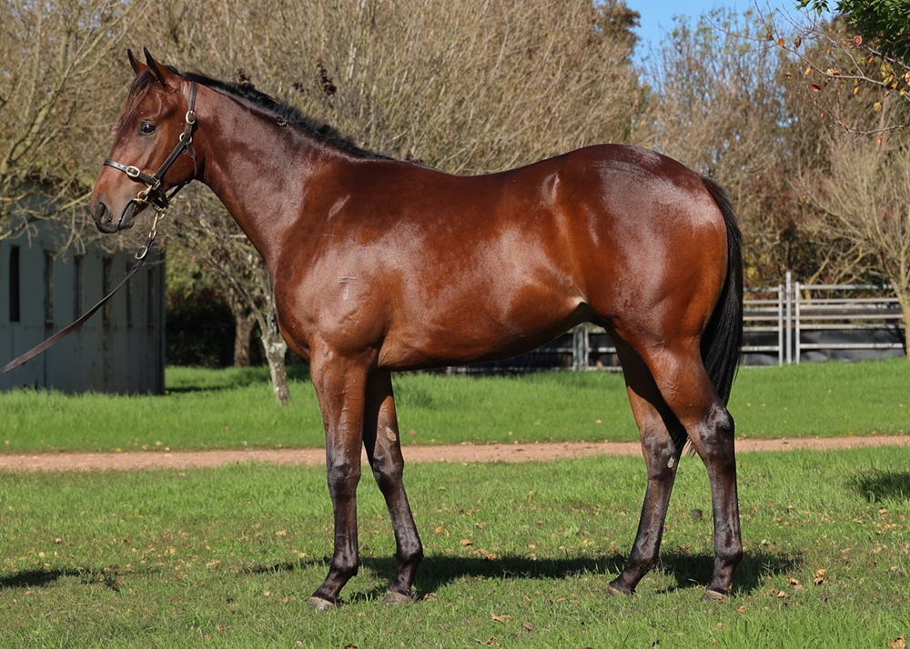 Dubious (AUS) / Helvetia (AUS) 2023 Colt - Image 1