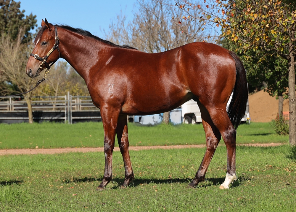 Farnan (AUS) / Majestueux (AUS) 2023 Colt - Image 1