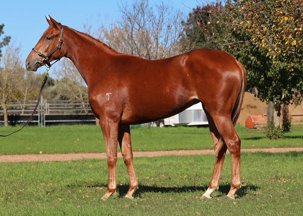 King's Legacy (AUS) / Our Sassy Girl (AUS) 2023 Filly - Image 1