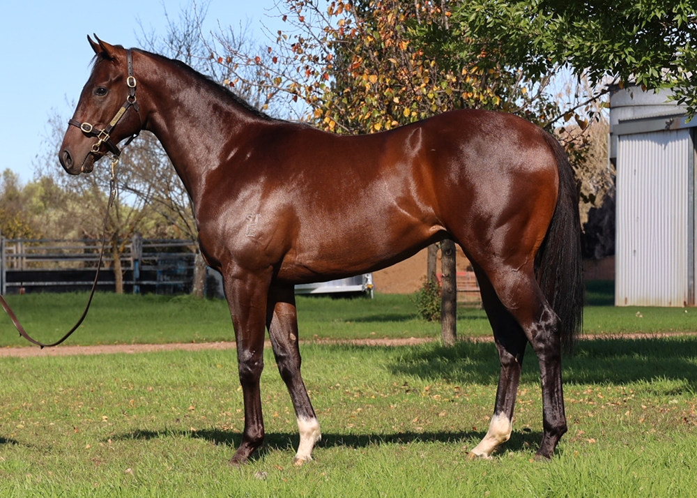 Churchill (IRE) / Blizzardly (AUS) 2023 Colt - Image 1