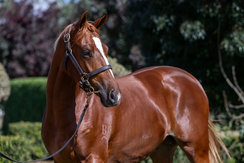 Anders (AUS) / It's All Talk (AUS) 2023 Colt - Image 2