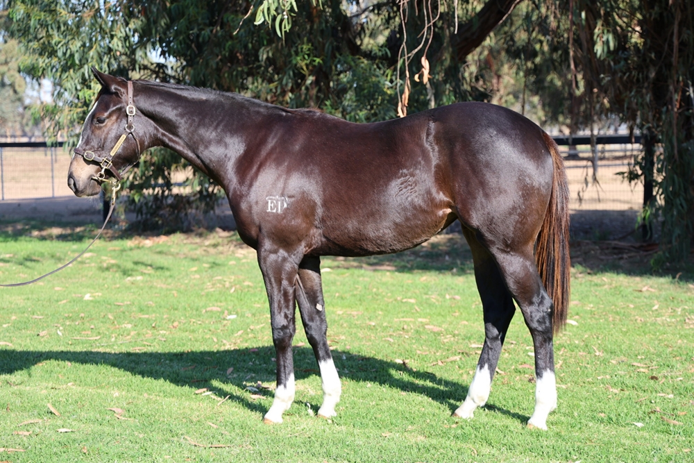 Better Than Ready (AUS) / Mrs Bouquet (AUS) 2023 Filly - Image 1