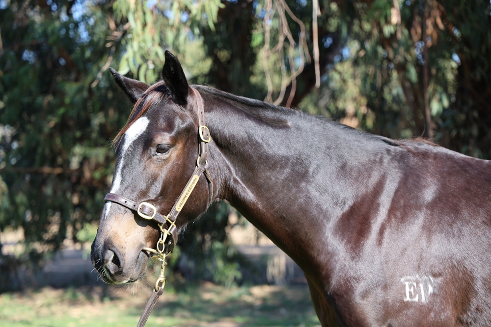 Better Than Ready (AUS) / Mrs Bouquet (AUS) 2023 Filly - Image 2