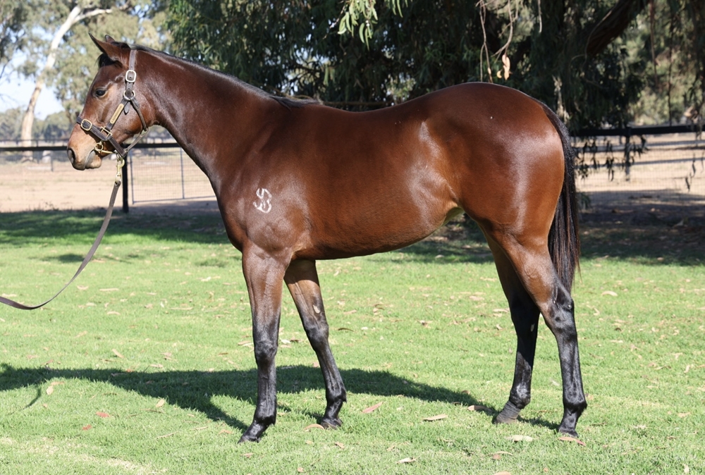 Exceedance (AUS) / Spring Bouquet (NZ) 2023 Filly - Image 1